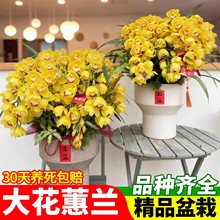 黄金岁月大花蕙兰盆栽带花苞花剑室内冬季观花好养植物年宵花盆栽