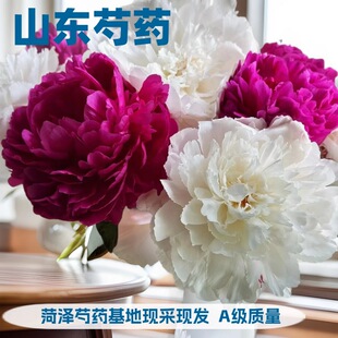 Shandong Peony Fresh Cut Flower Vase Wedding Wedding Flowers Heze Peony Base Wholesale Imported Double Peony Flowers