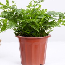 ���ϻ������籭���üӺ�������A�ΠI�B���Gֲ�Nֲһ�������l����