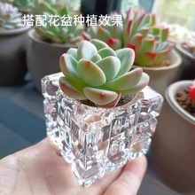 无土多肉花盆花器透明玻璃瓶种植香薰可愛摆件方形控养迷你拇指盆