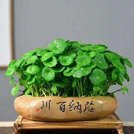 栽培基质;盆栽;营养液