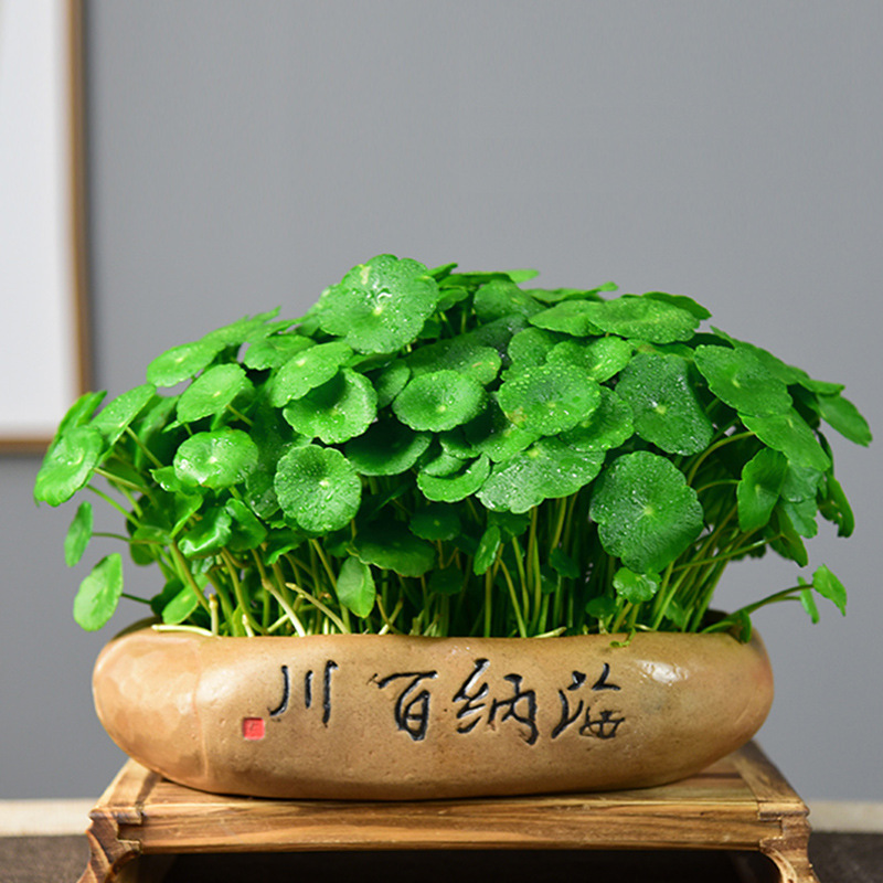 Copper Money Grass 10inch Hydroponic Plants Money Big Leaves Water-Raised Potted Plants Creative Four Seasons Easy to Maintain Living Room Indoor Green Plants