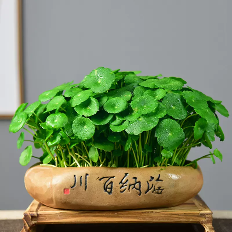 铜钱草10寸水培植物金钱大叶子水养盆栽创意四季好养客厅室内绿植