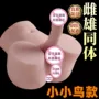 同体实体男女雌雄娃娃