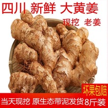 四川老姜8斤大黄姜生姜新鲜现挖老黄姜土姜母姜月子姜5黄姜蔬菜10