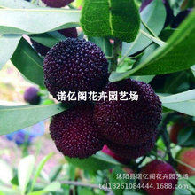 ̨ڸ߷÷ Ȗ|÷ė÷ ޽Ӵڗ÷Y