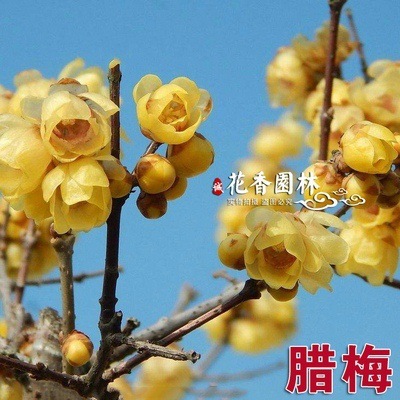 겨울매화 2cm두께 [그해에 피는 것]