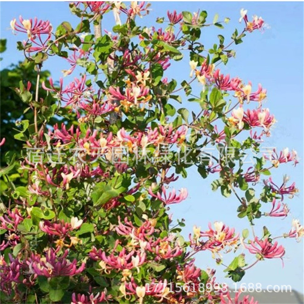 Жимолость в горшке Вьющееся виноградное растение саженец балкон двор Вьющиеся цветы четыре сезона просмотр зеленого чая бонсай