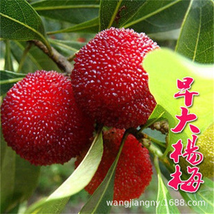 ���~���|����÷����ݩ�j��̿��÷���������t���ϱ��������玧��