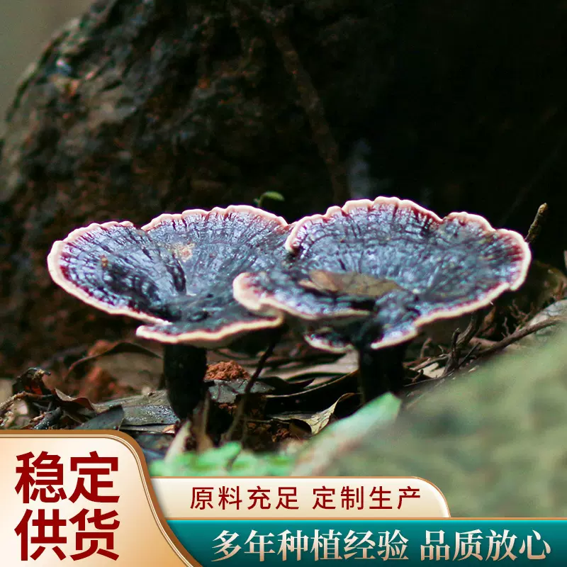 定制植草人林下紫灵芝散装椴木煲汤干灵芝片食用菌整枝营养灵芝干