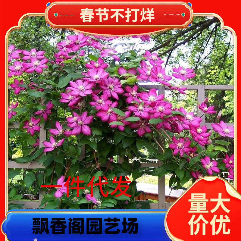 里昂村庄铁线莲花苗盆栽爬藤花卉绿植物耐热四季开花阳台庭院耐阴