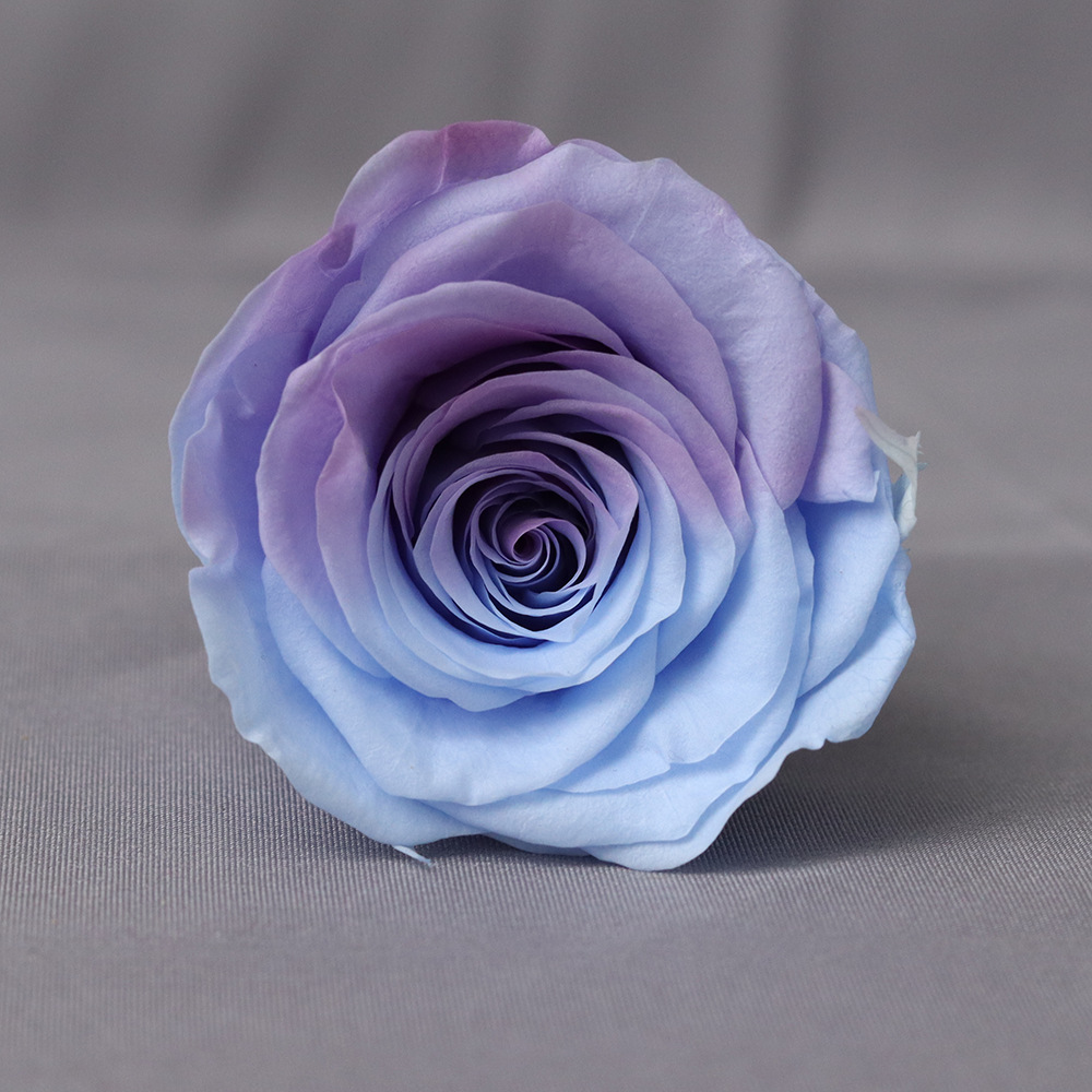 Rosa degradada eterna A+ con efecto degradado de color azul hielo, rosa seca triturada, flor preservada, fabricante de Yunnan, venta al por mayor.