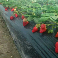 基地供應成活率高草莓 口感香甜  奶油 章姬草莓栽子 質優價廉