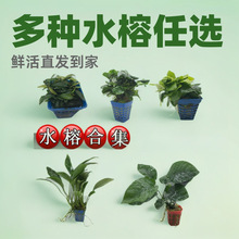 ˮ�� �~�׳�ľ�쾰��ɽʯ����Сˮ����ԑ������֟o��CO2ˮ�����l