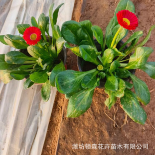 Qingzhou Wholesale Large Number of Daisy Pot Seedlings Cold-Resistant Perennial Florals Daisy Pot Seedlings Cultivation Base Park Greening Daisy