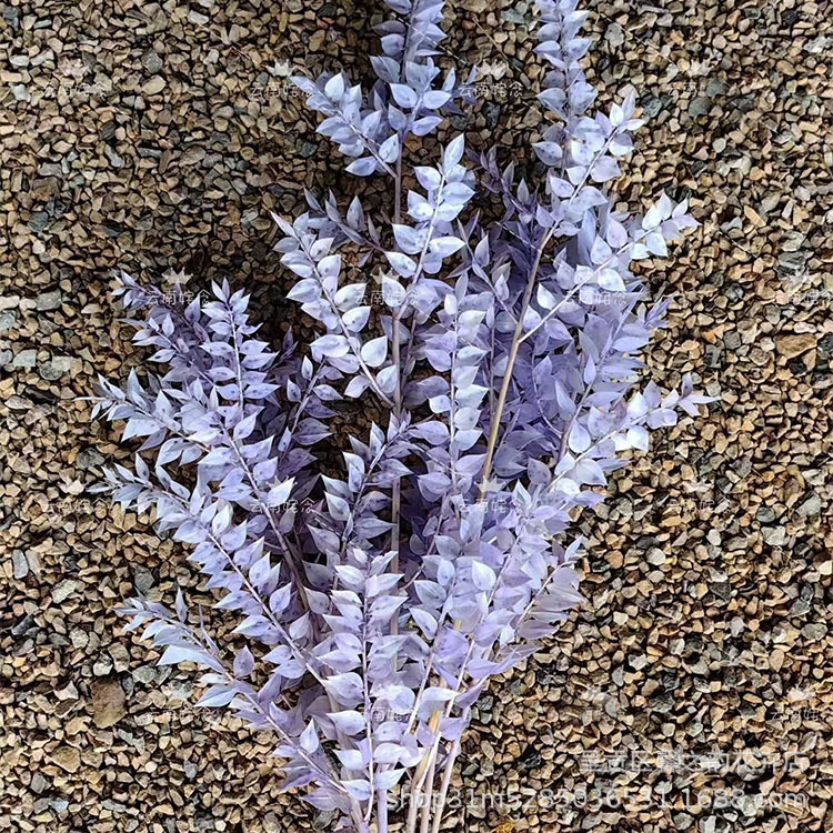 【약 55그램】연보라색