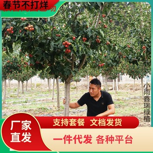 һ�����l�ش�ɽ高���玧�����Ϙ�ͥԺ������t���Ϸ������Nֲ��