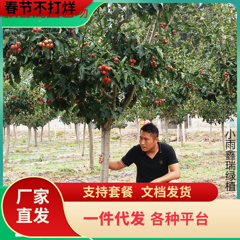 一件代发特大山楂树活苗带土球老桩庭院果树甜红子南方北方种植嫁