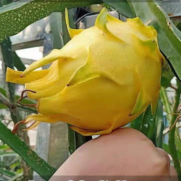 [Results of the Year] Red Heart Thin-Skinned Dragon Fruit Saplings Potted Plants Are Cold-Resistant and Easy to Grow in the Courtyard and Balcony in the North and South