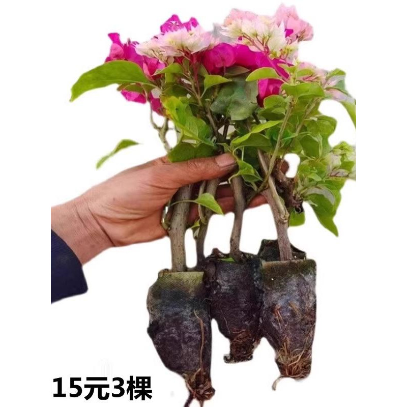 플라워가 있는 삼각조화 화분, 실내 발코니 꽃과 녹색 식물, 정원, 사계절 꽃모종 및 덩굴식물 재배하기 쉬움