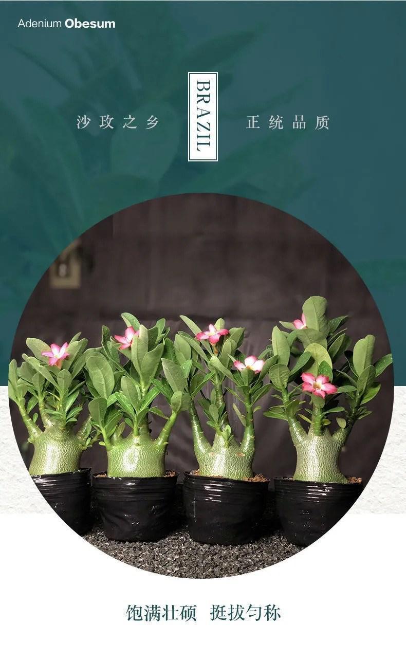 b2b0bfdd-b778-4216-8706-e291a955b375.jpe