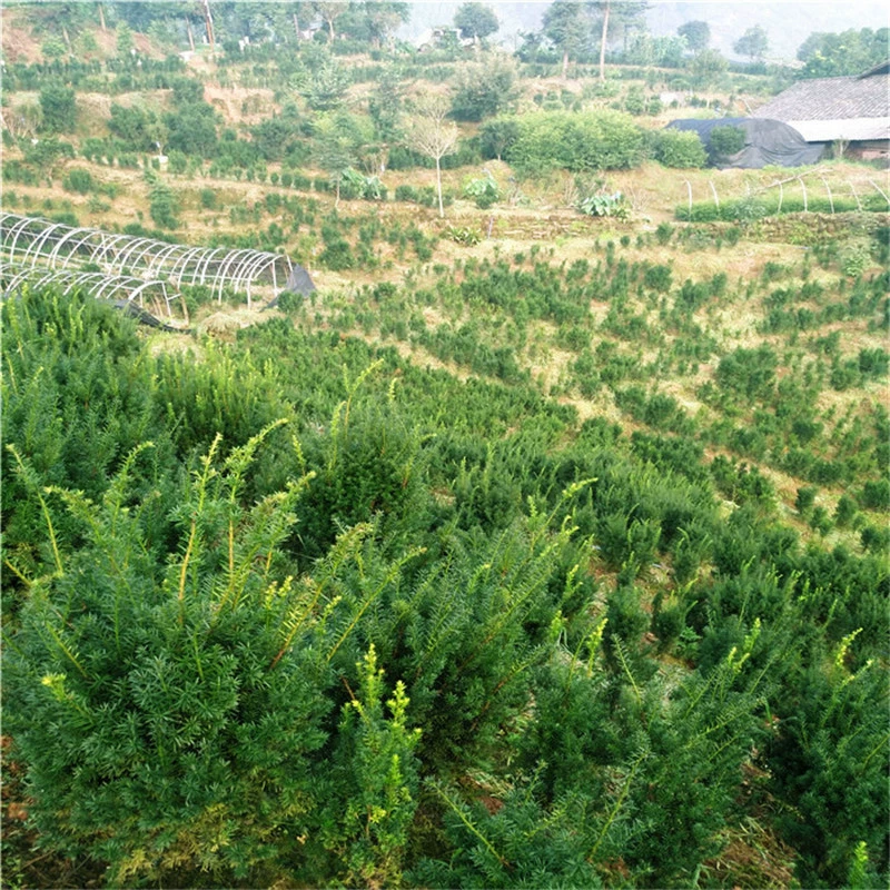 База Оптовые саженцы тисов экономическое облесение саженцы вилла двор зеленые растения горшок озеленение