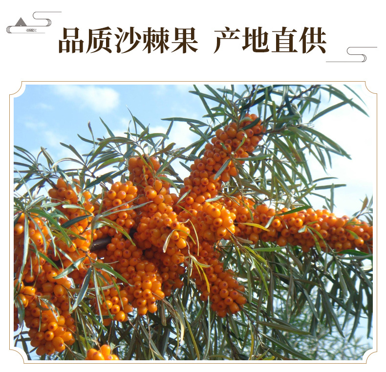 Dried Sea Buckthorn Berries Sha Ci 果 Whole Fruit Herbal Tea Ingredient 250g Jar key features