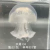 Selected 1 baby jellyfish [free feeding gift pack]