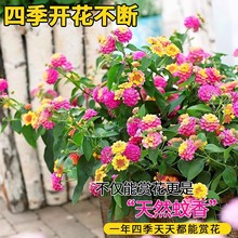 ��ɫ÷���Դ��玧�����R�ѵ����ܾGֲͥԺ�_�����ֲ���͟���B��