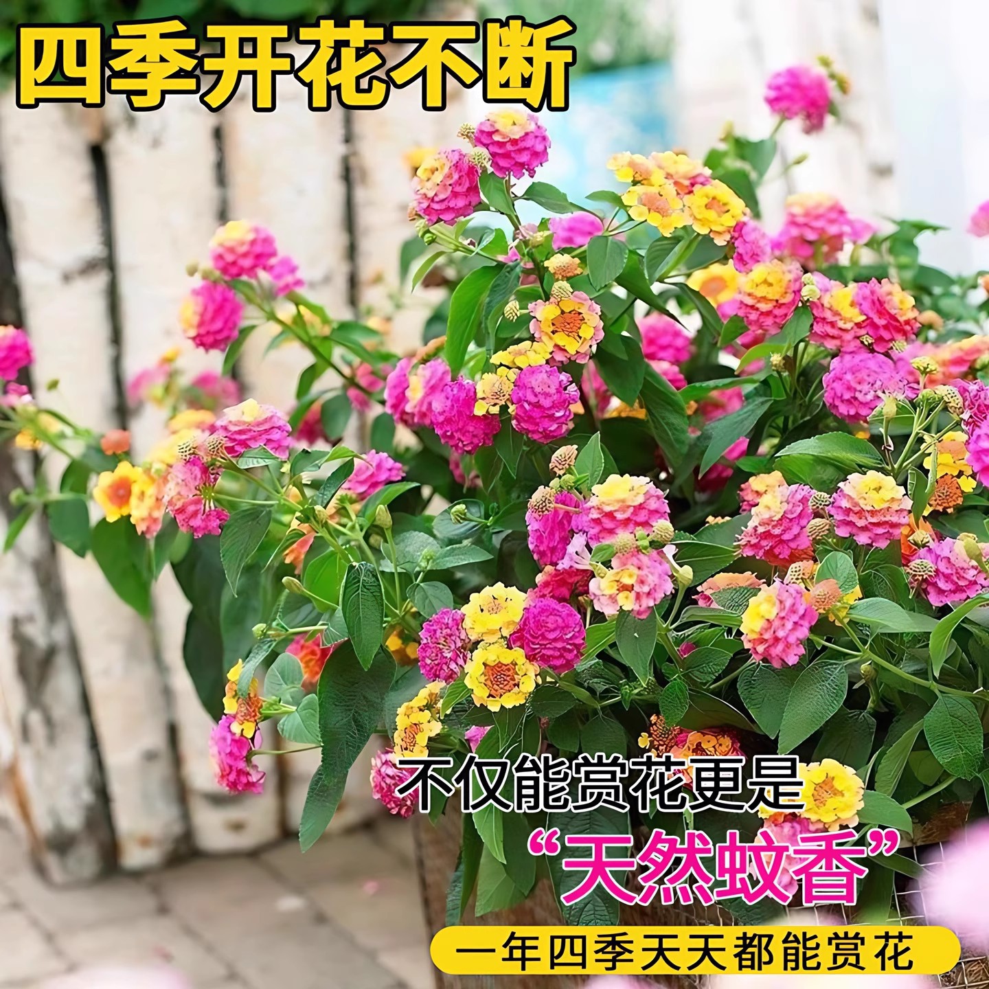 五色梅盆栽大苗带花苞马樱丹花卉绿植庭院开花驱蚊植物耐热好养活