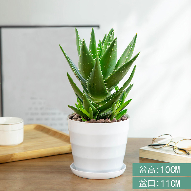 Night city aloe [threaded pot] comes with fertilizer