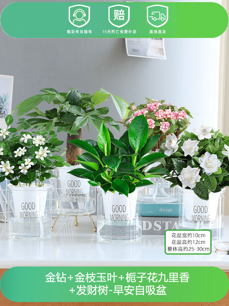 금다이아몬드 + 금가지와 옥잎 + 치자나무 + 구리향 + 돈나무 (굿모닝 화분 5개) + 영양액