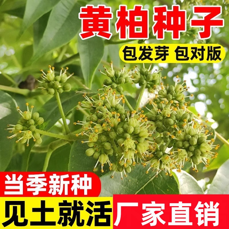 黄柏种子药材黄檗圆柏檗木黄菠萝籽川黄柏种子园林绿化林木树种子