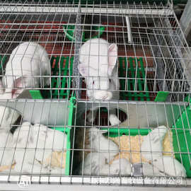 纯原料兔舍用兔笼垫板兔子垫板兔子漏粪板规格、图片