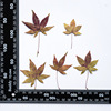 Maple leaves True leaves Patch True Flower Leaf Patch Plant Simpling Dry Flower Pressing Flower Mobile Phone Shell Bookmark