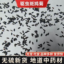 Herbals斑鸠菊中药材  驱虫斑鸠菊 蒙藏维 驱虫斑鸠菊代磨粉冷背