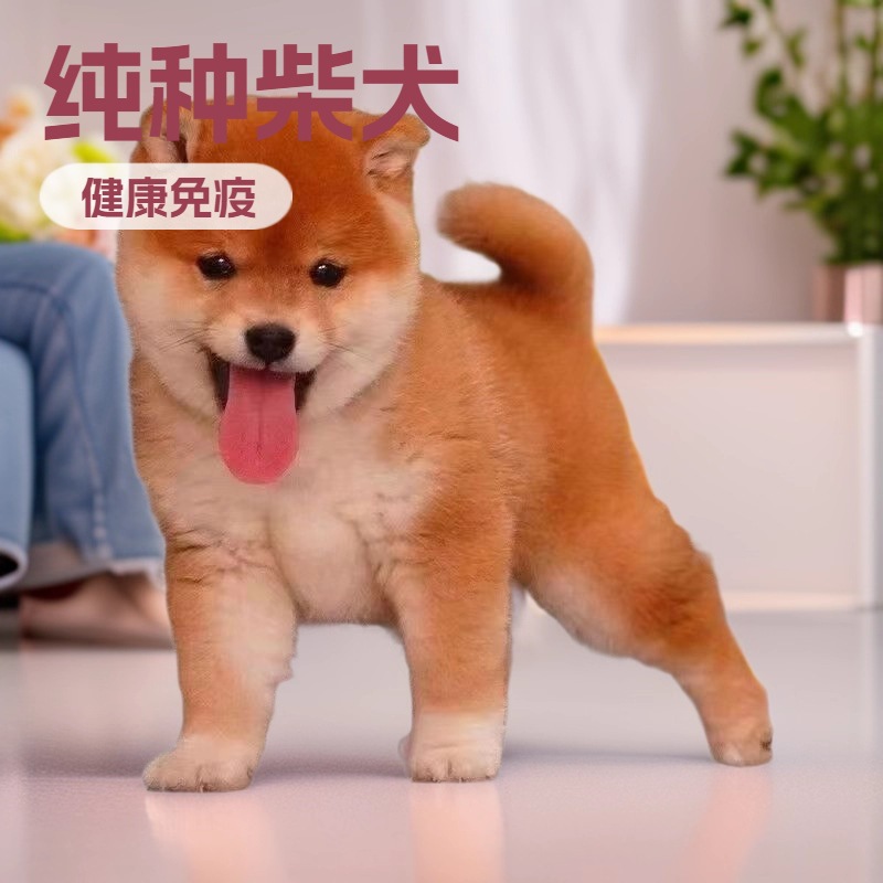 Wholesale Custom Shiba Inu Small Toy Dogs Purebred Puppies Live Shiba Inu Pet Dogs Guard Dogs Companion Dogs