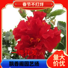 һ�����l���ذ��ɣ���玧�����l؛�ذ�ľ������ĵ���������ļ�