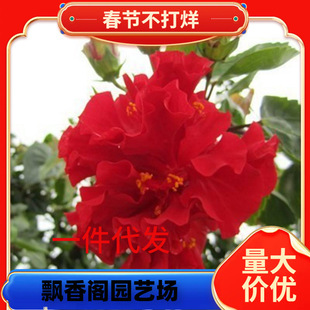 һ�����l���ذ��ɣ���玧�����l؛�ذ�ľ������ĵ���������ļ�