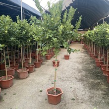 ˮʰǸߗUʘ҃ȿ͏d̨ļֲﻨ