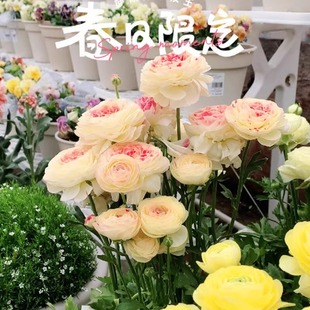 Imported Ranunculus Peony Potted Double-Flowered Bulb Seedlings Seeds Indoor and Outdoor Four-Season Flowering Plants and Florals