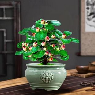 ȸ���_�h�ɻ�����ʽ�͹Ū{�^�Gֲ�մɱ��Ѽ������滨�脓���辰��