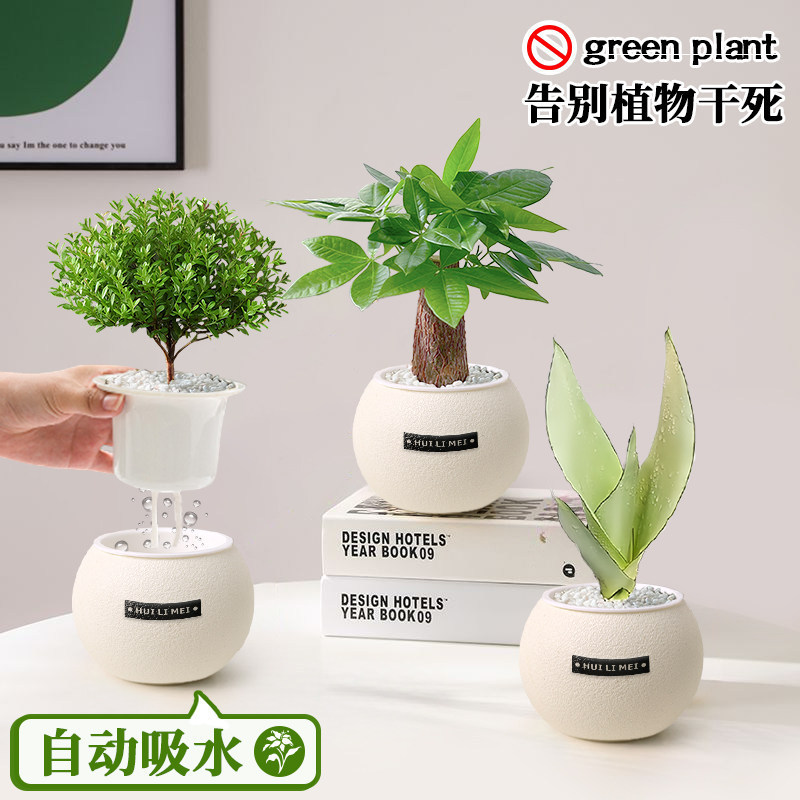 Green Plants, Small Indoor Potted Plants, Desktop Money Trees, Easy-To-Care-For Flowers for All Seasons, Formaldehyde-Absorbing Plants for Kindergarten Green Plants, Small Indoor Potted Plants, Desktop Money Trees, Easy-To-Care-For Flowers for All Seasons, Formaldehyde-Absorbing Plants for Kindergarten