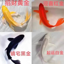 �~�^�p�~�S�\�����~���~�\����ˮ�~С�͵�ˮ�~���B�ͻ���\��