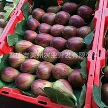 桂林无花果苗四川无花果贵州无花果湖南湖北云南无花果树苗批发