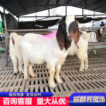 ֳɽBֳһֻ ɽС ^̥ĸ