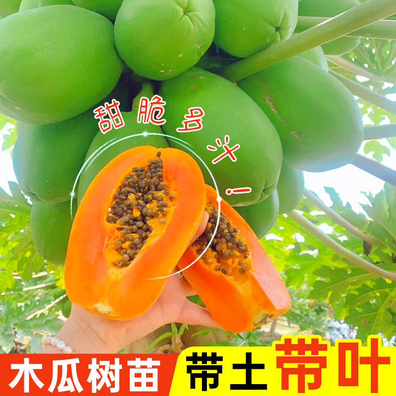 精品木瓜树苗矮化高产冰糖红心木瓜四季种植盆栽地栽庭院当年结果