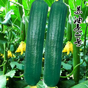 Hybrid Oily Luffa Seeds with High Yield, Oily Clear Soup, Fragrant Long and Short Luffa Seeds, High Yield, Disease Resistance, Oily Skin and Flesh Luffa Seeds
