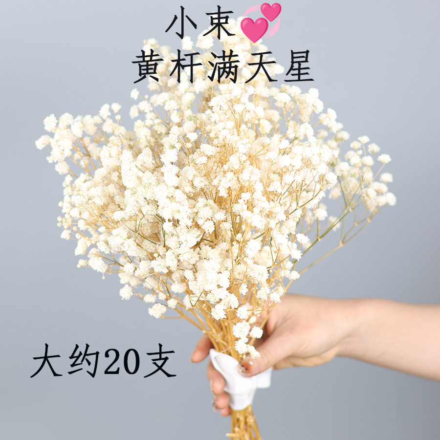 노란 줄기와 흰색 아기 호흡 20개