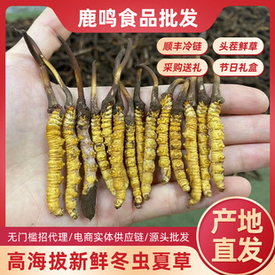 2026���������r���x�Ĳ��^���r�x�ݟo���Դ�^�a���x�����l���l